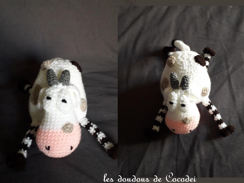 vache bombée